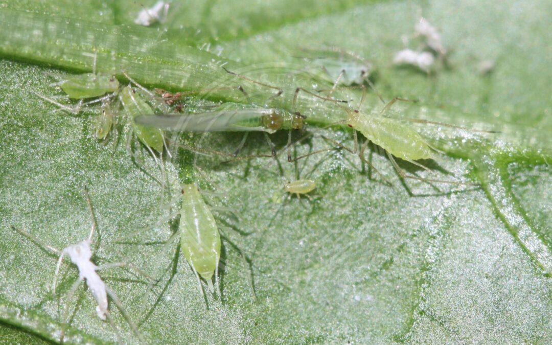 Her ses et billede af arten Stribet Kartoffelbladlus (Macrosiphum euphorbiae). Fotoet er taget af Whitney Cranshaw, Colorado State University, Bugwood.org og hentet fra Wikimedia Commons (CC BY 3.0 us).
