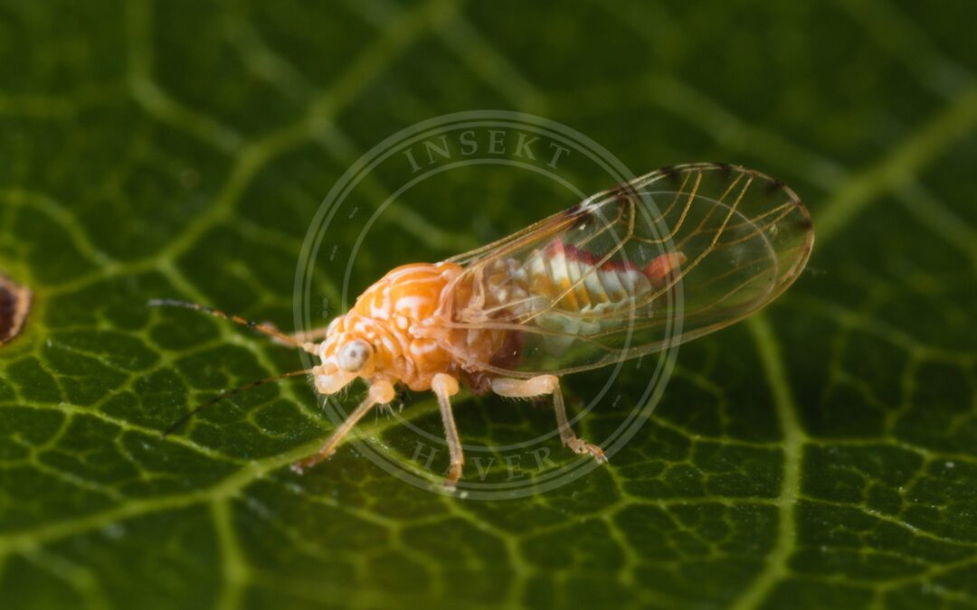 Her ses et billede af arten Stribet Tjørnebladloppe (Cacopsylla crataegi). Fotoet er taget af thomas_oswald og hentet fra iNaturalist (CC BY).