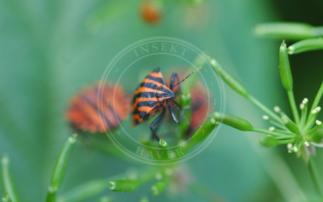 Her ses et billede af arten Stribetæge (Graphosoma italicum). Fotoet er taget af Vera Buhl og hentet fra Wikimedia Commons (CC BY-SA 3.0).