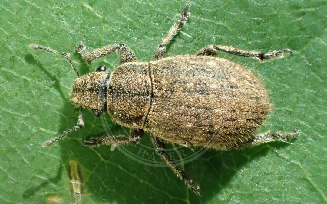Her ses et billede af arten Strophosoma faber. Fotoet er taget af Tobias 67 og hentet fra Wikimedia Commons (CC BY-SA 4.0).