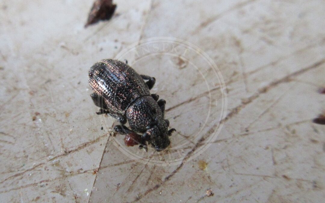 Her ses et billede af arten Strophosoma sus. Fotoet er taget af Alex Press og hentet fra iNaturalist (CC-BY).