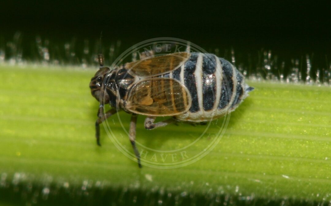 Her ses et billede af arten Sumpgræscikade (Javesella discolor). Fotoet er taget af Sandy Rae og hentet fra Wikimedia Commons (CC BY-SA 3.0).