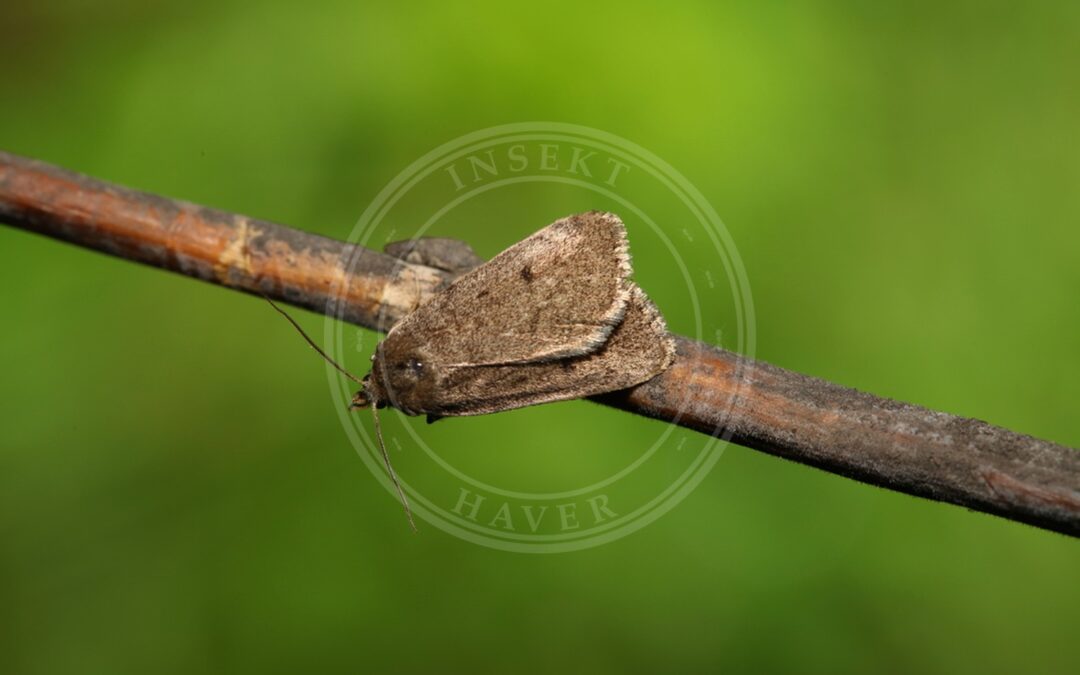 Her ses et billede af arten Sumpugle (Athetis pallustris). Fotoet er taget af Svyatoslav Knyazev og hentet fra iNaturalist (CC BY).
