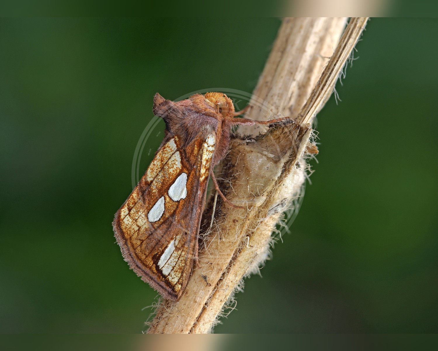 Her ses et billede af arten Svingelugle (Plusia festucae). Fotoet er taget af Patrick Clement og hentet fra Wikimedia Commons (CC BY 2.0).