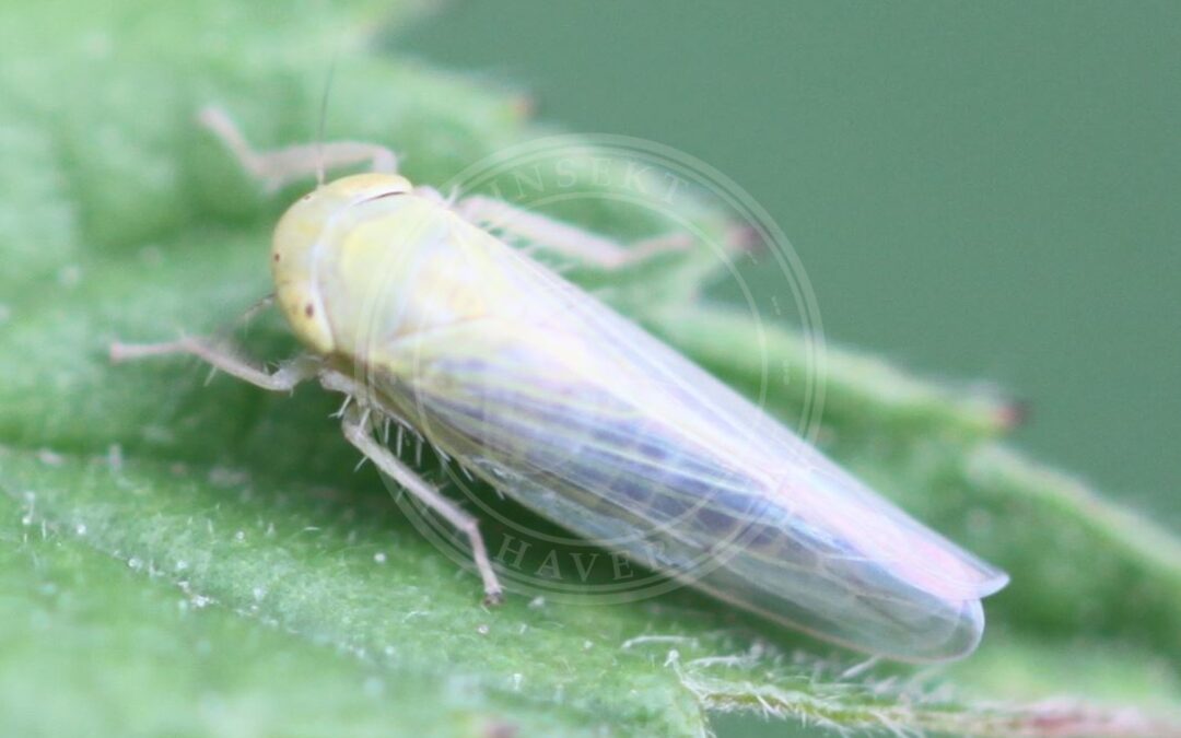 Her ses et billede af arten Svovlgullig Cikade (Elymana sulphurella). Fotoet er taget af Slimguy og hentet fra Wikimedia Commons (CC BY 4.0).