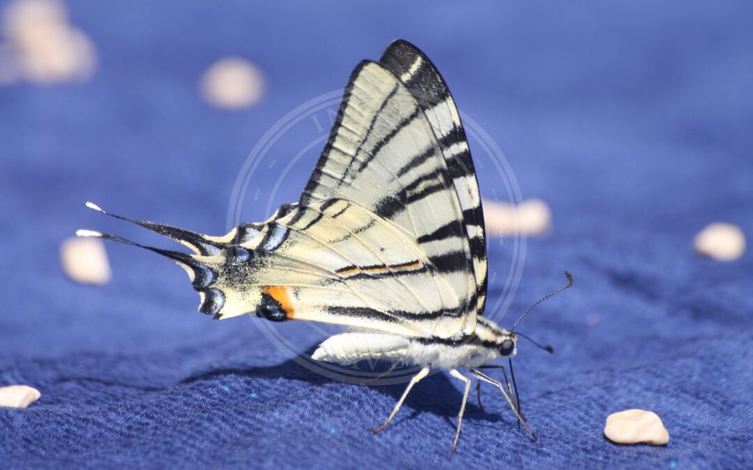 Her ses et billede af arten Sydeuropæisk Svalehale (Iphiclides podalirius). Fotoet er taget af Bjoertvedt og hentet fra Wikimedia Commons (CC BY-SA 3.0).