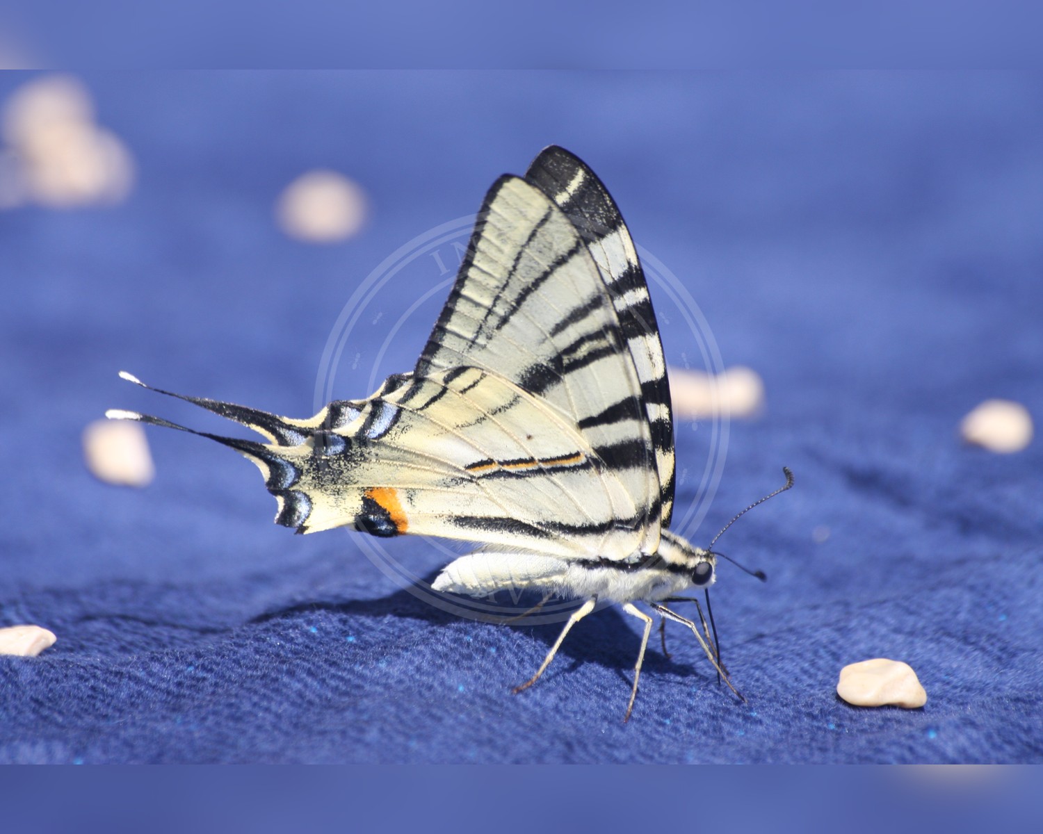 Her ses et billede af arten Sydeuropæisk Svalehale (Iphiclides podalirius). Fotoet er taget af Bjoertvedt og hentet fra Wikimedia Commons (CC BY-SA 3.0).