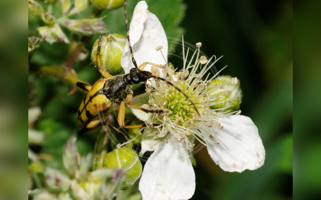 Her ses et billede af arten Sydlig Blomsterbuk (Rutpela maculata). Fotoet er taget af Thomas Bresson og hentet fra Wikimedia Commons (CC BY 3.0).