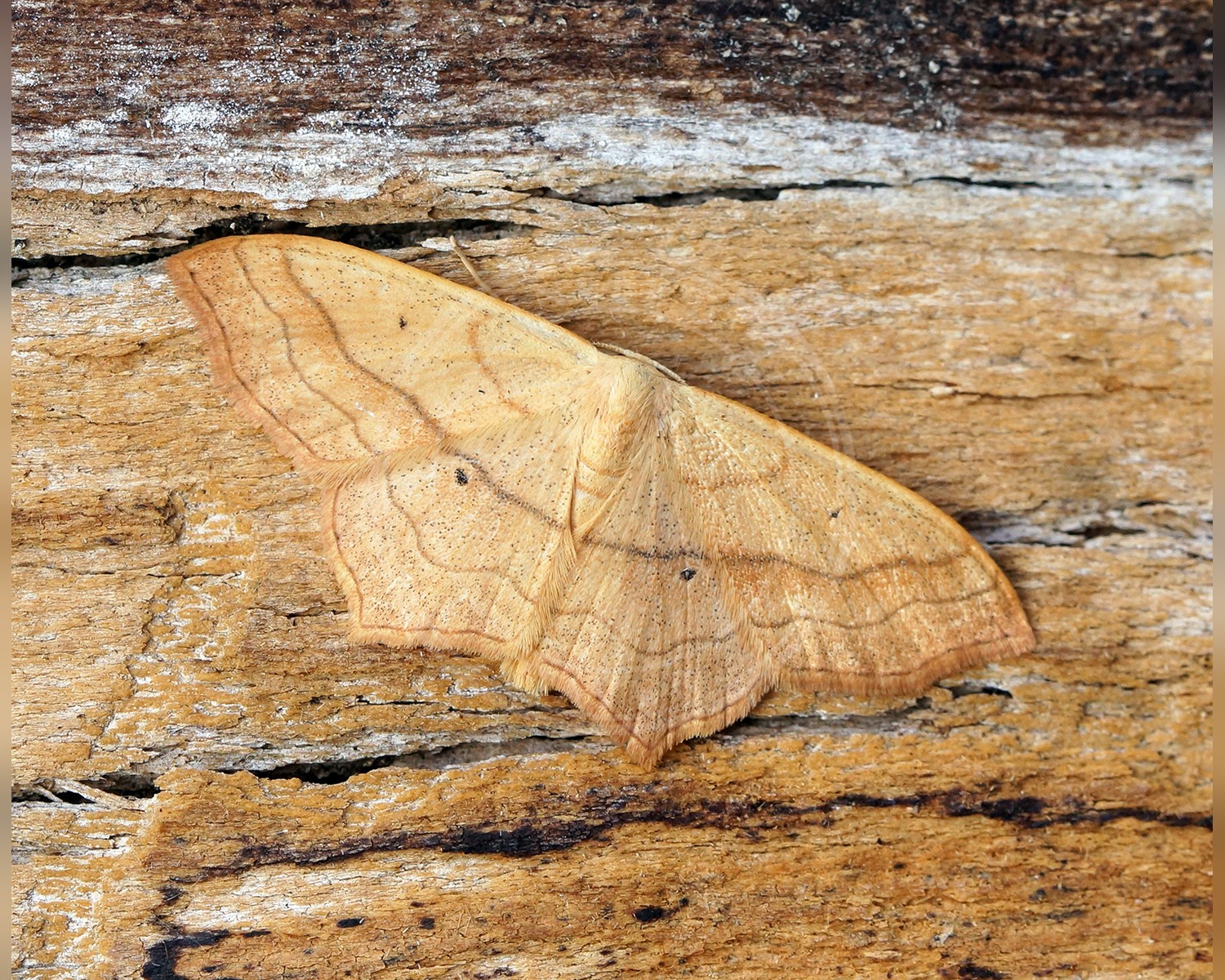 Her ses et billede af arten Sydlig Duskmåler (Scopula imitaria). Fotoet er taget af Ben Sale og hentet fra Wikimedia Commons (CC BY 2.0).