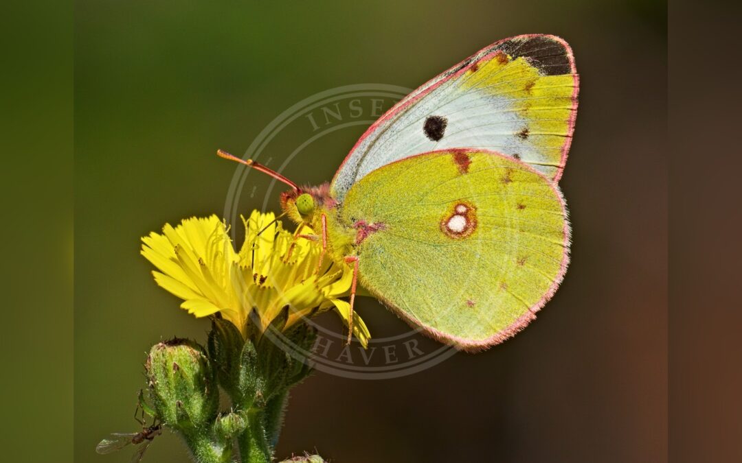 Her ses et billede af en hun af arten Sydlig Høsommerfugl (Colias alfacariensis). Fotoet er taget af Eichler, Andreas og hentet fra Wikimedia Commons (CC BY-SA 4.0).