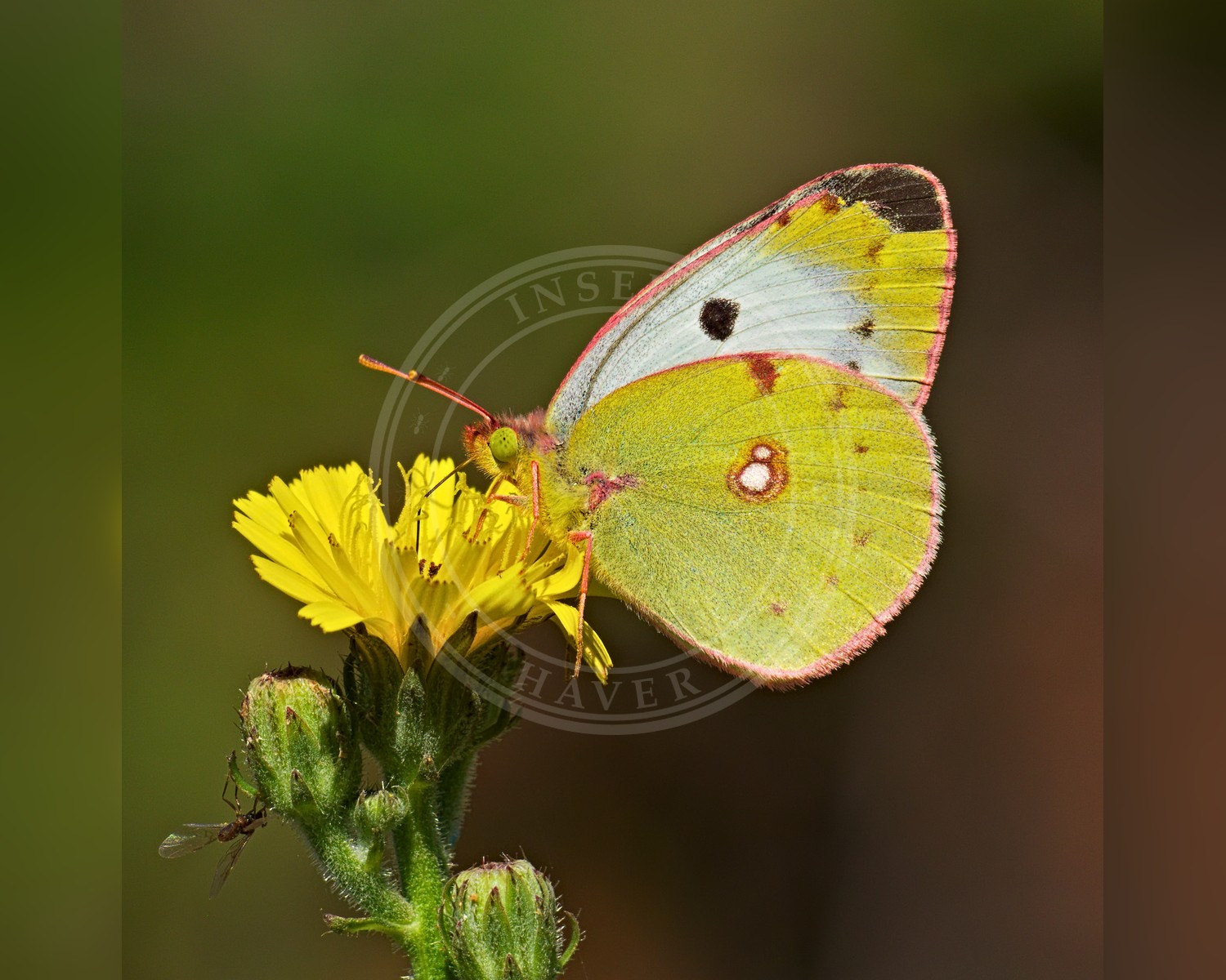 Her ses et billede af en hun af arten Sydlig Høsommerfugl (Colias alfacariensis). Fotoet er taget af Eichler, Andreas og hentet fra Wikimedia Commons (CC BY-SA 4.0).