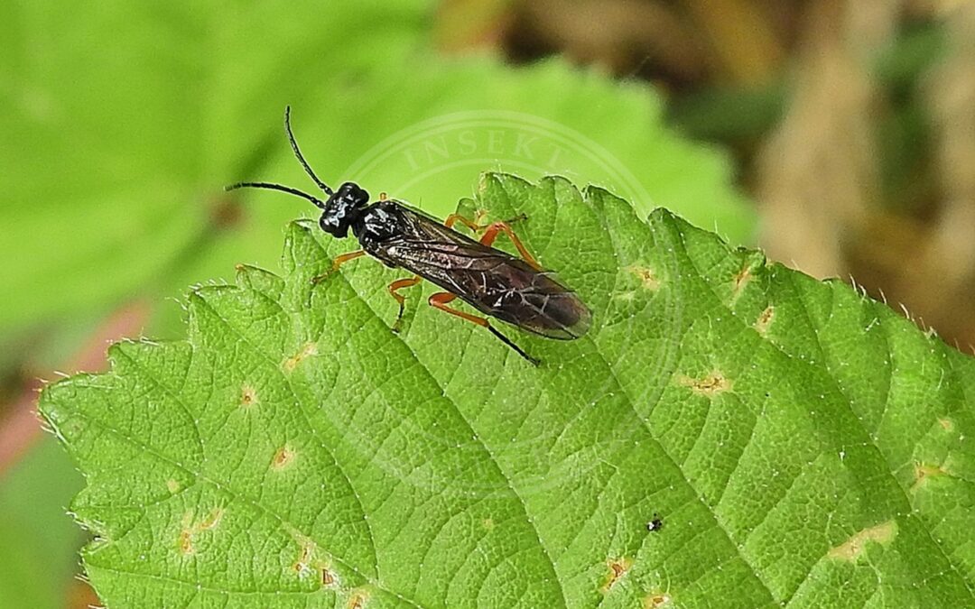 Her ses et billede af arten Syrebladhveps (Ametastegia glabrata). Fotoet er taget af Susan Marley og hentet fra iNaturalist (CC BY).