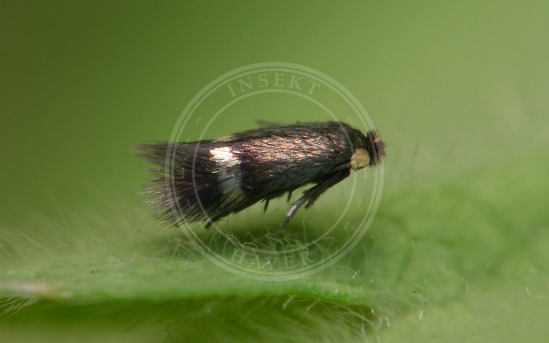 Syredværgmøl – Enteucha acetosae