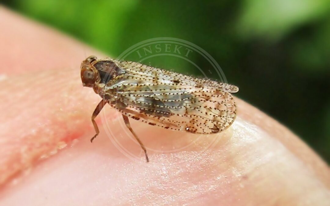 Her ses et billede af arten Tachycixius pilosus. Fotoet er taget af Bj.schoenmakers og hentet fra Wikimedia Commons (CC0).