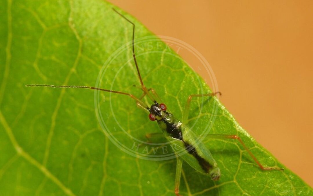 Her ses et billede af arten Tagrørgræstæge (Teratocoris antennatus). Fotoet er taget af Dick Belgers, Naturalis - Dutch Species Register og hentet fra Wikimedia Commons (CC BY 4.0).