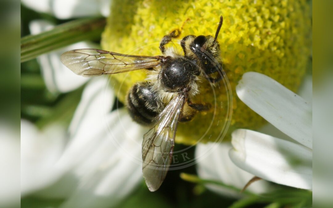 Her ses et billede af arten Tandet Jordbi (Andrena denticulata). Fotoet er taget af S. Rae og hentet fra Wikimedia Commons (CC BY 2.0).