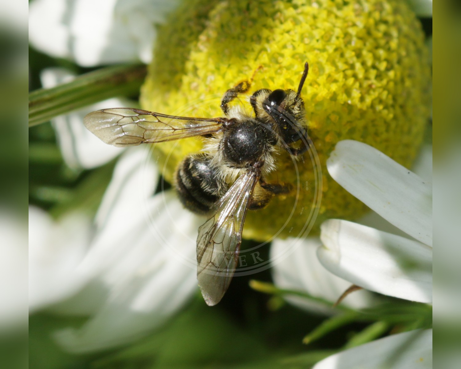 Her ses et billede af arten Tandet Jordbi (Andrena denticulata). Fotoet er taget af S. Rae og hentet fra Wikimedia Commons (CC BY 2.0).