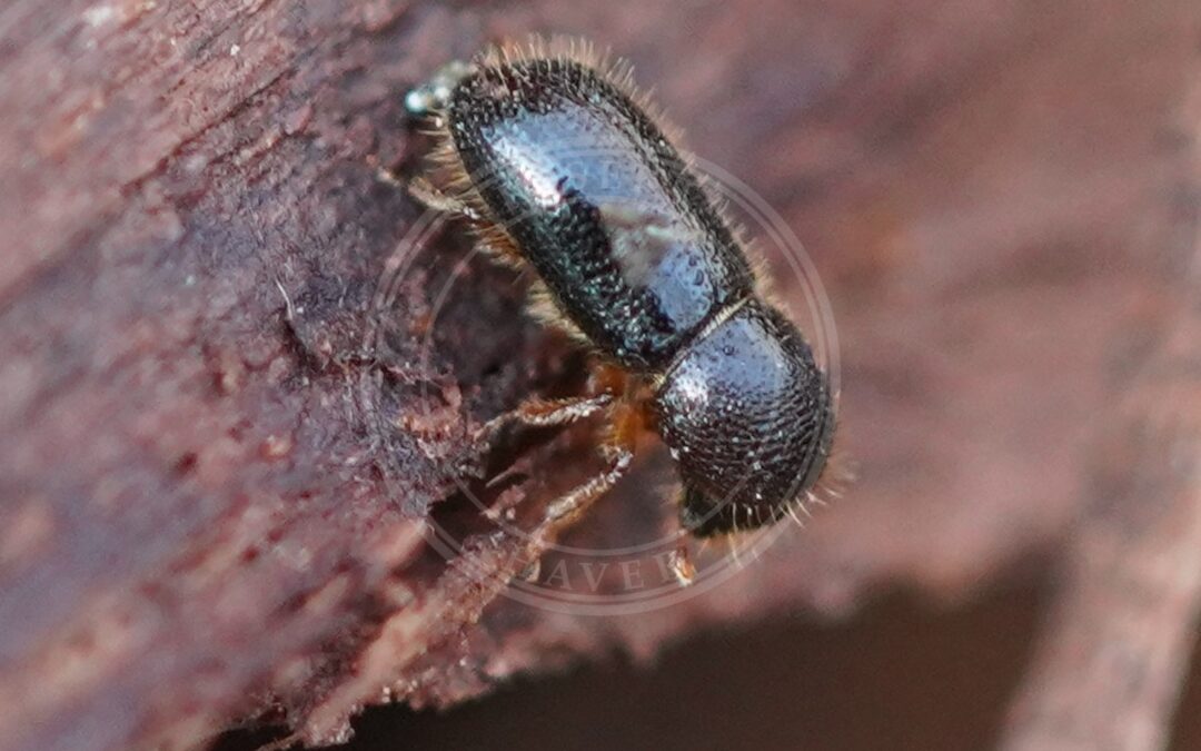 Her ses et billede af arten Taphrorychus bicolor. Fotoet er taget af AfroBrazilian og hentet fra Wikimedia Commons (CC BY-SA 4.0).