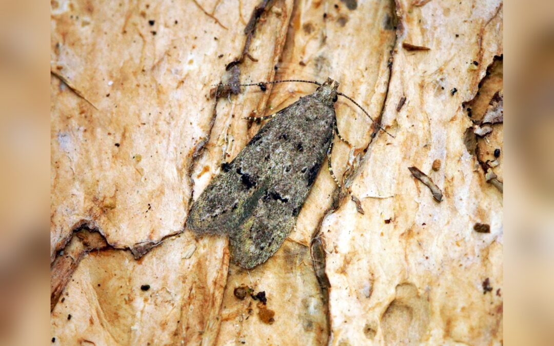Her ses et billede af arten Teleiodes vulgella. Fotoet er taget af Ben Sale og hentet fra Wikimedia Commons (CC BY 2.0).