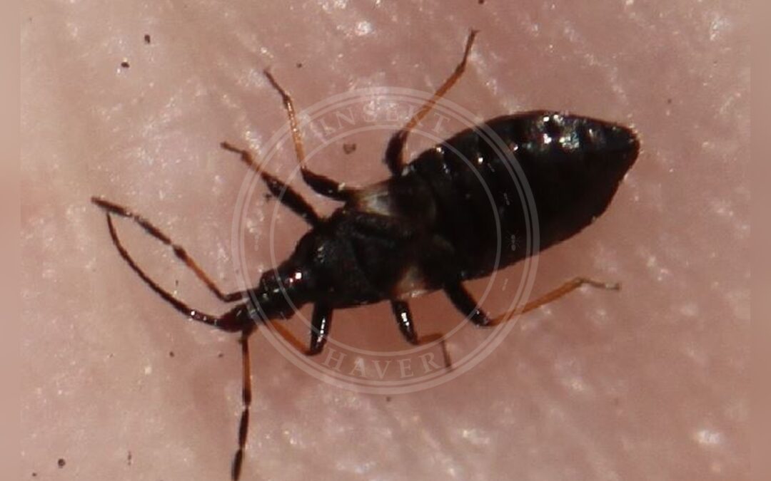 Her ses et billede af arten Temnostethus gracilis. Fotoet er taget af Slimguy og hentet fra Wikimedia Commons (CC BY 4.0).