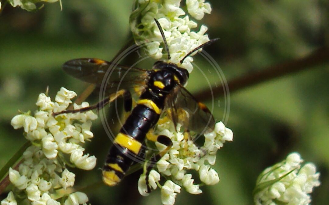 Her ses et billede af arten Tenthredo amoena. Fotoet er taget af dendrofil og hentet fra Wikimedia Commons (CC0).