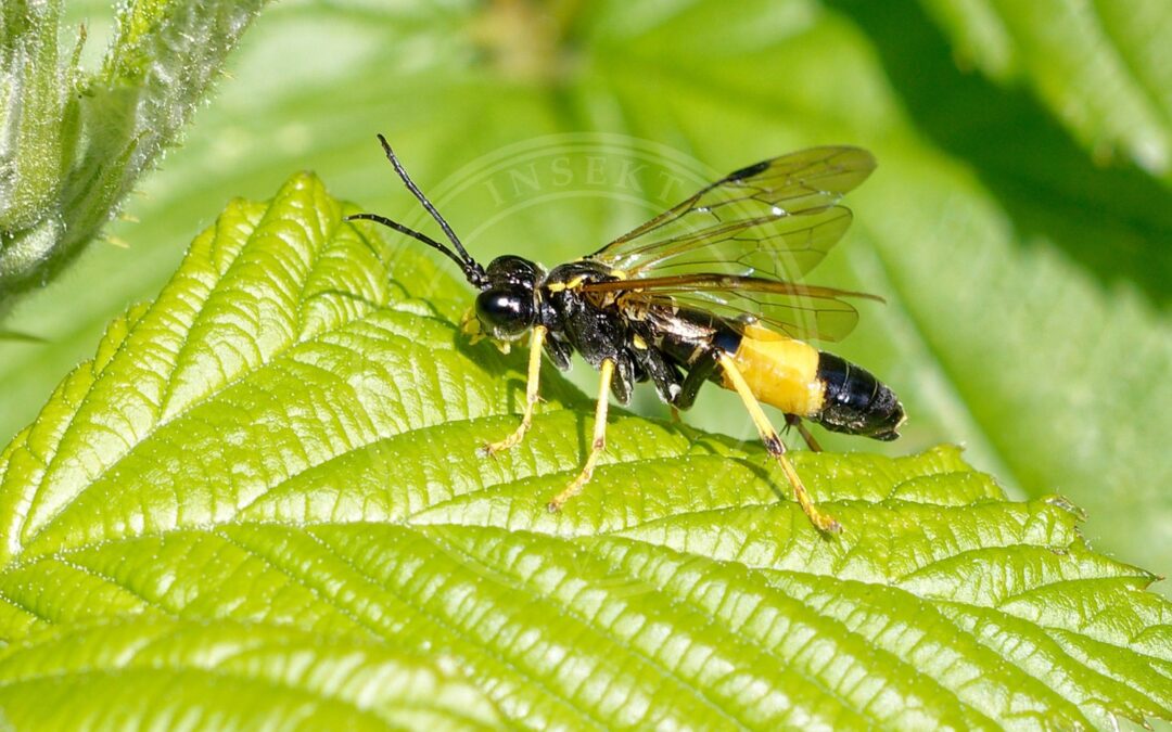 Her ses et billede af arten Tenthredo maculata. Fotoet er taget af Donald Davesne og hentet fra Wikimedia Commons (CC BY 4.0).