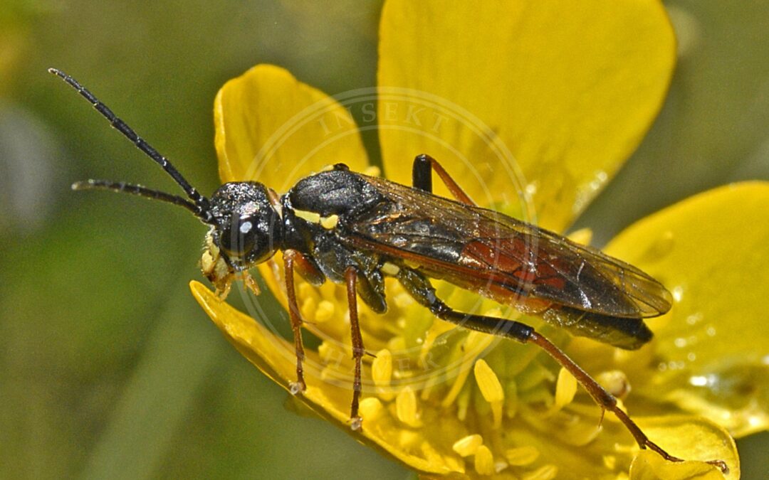 Her ses et billede af arten Tenthredo moniliata. Fotoet er taget af Hectonichus og hentet fra Wikimedia Commons (CC BY-SA 4.0).