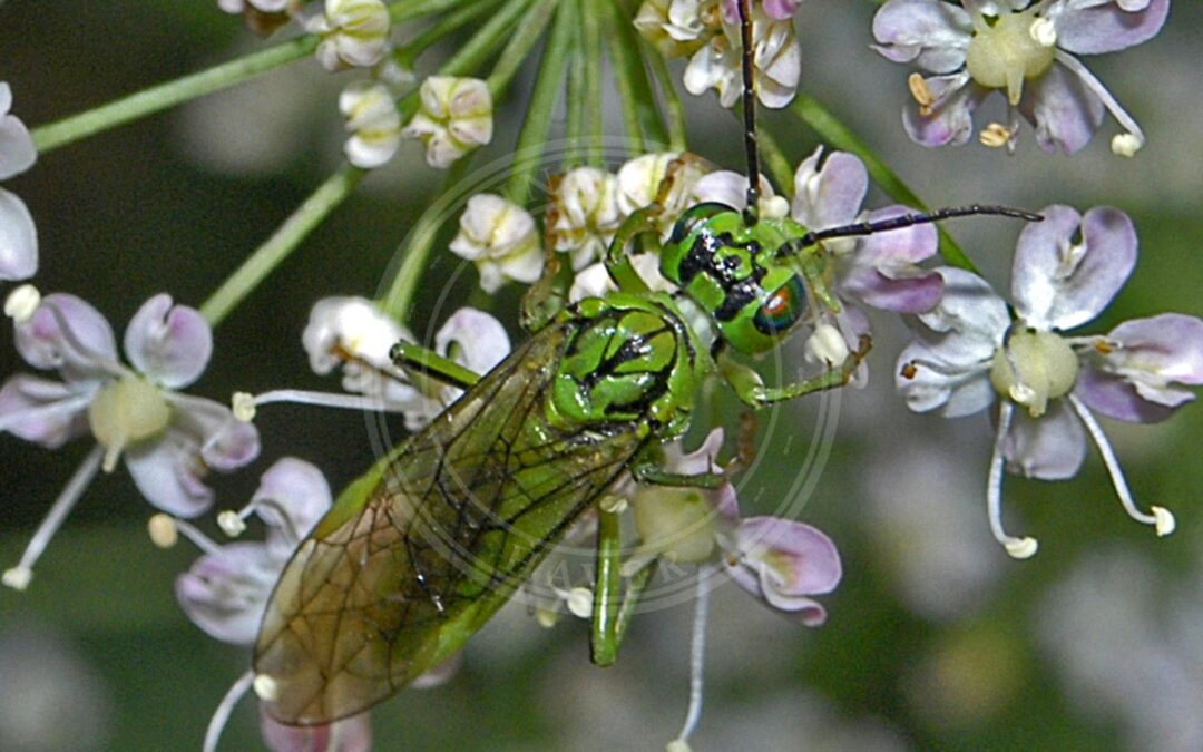 Her ses et billede af arten Tenthredo olivacea. Fotoet er taget af Hectonichus og hentet fra Wikimedia Commons (CC BY-SA 3.0).