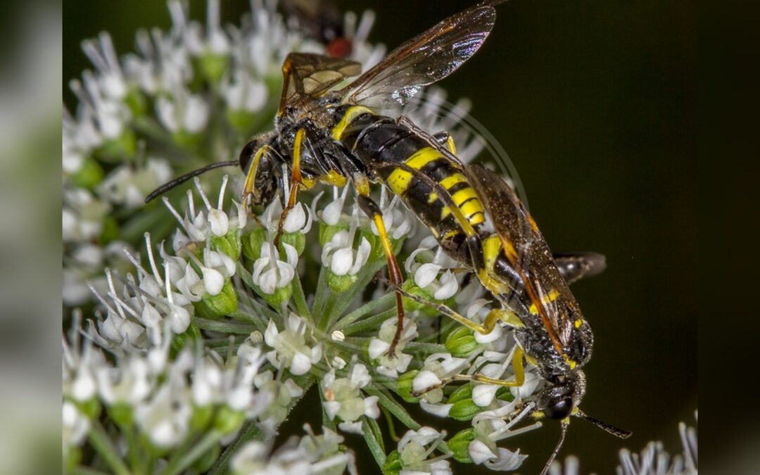 Tenthredo omissa