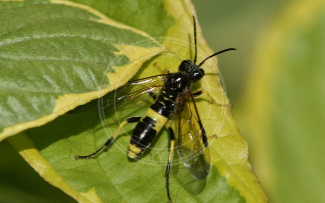 Tenthredo temula