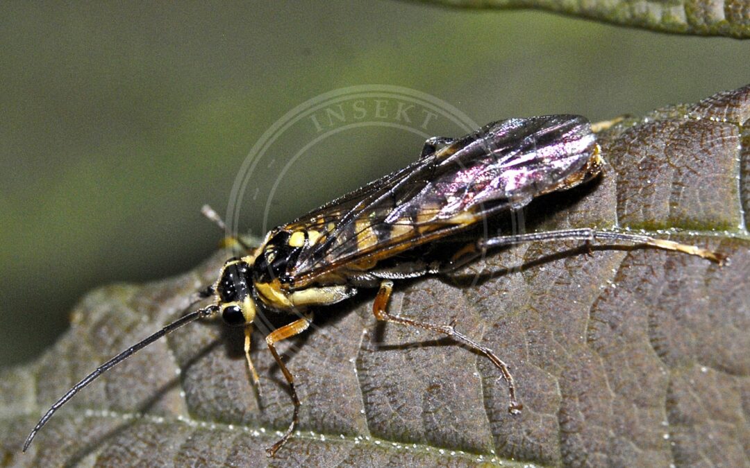 Her ses et billede af arten Tenthredopsis friesei. Fotoet er taget af Hectonichus og hentet fra Wikimedia Commons (CC BY-SA 4.0).
