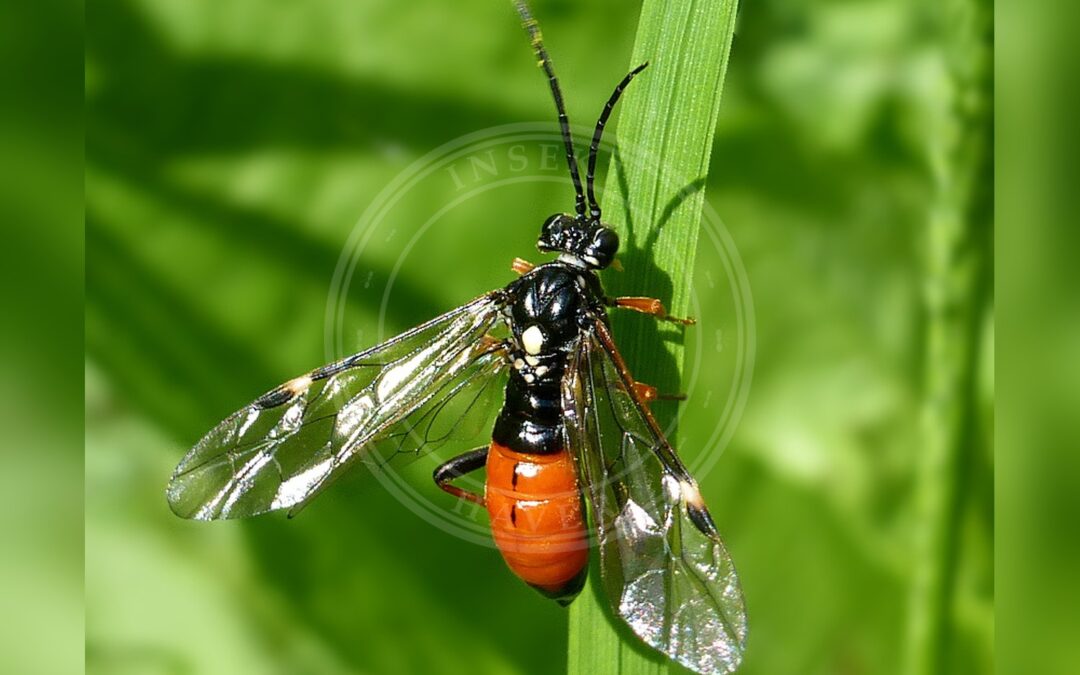 Her ses et billede af arten Tenthredopsis scutellaris. Fotoet er taget af Matej Schwarz og hentet fra Wikimedia Commons (CC BY 3.0).