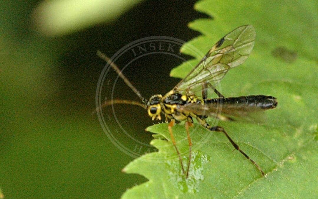 Her ses et billede af arten Tenthredopsis tessellata. Fotoet er taget af James K. Lindsey og hentet fra Wikimedia Commons (CC BY-SA 3.0).