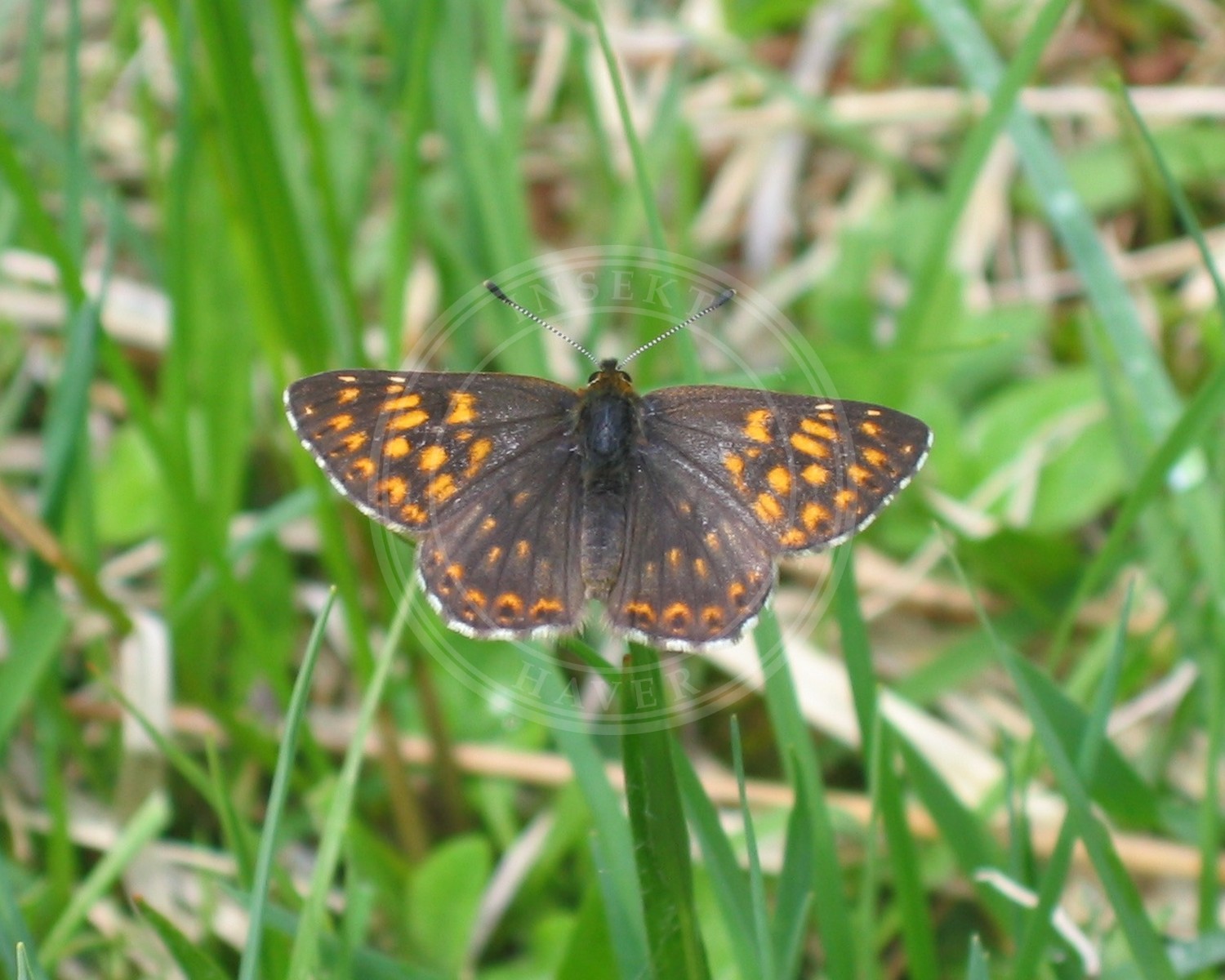 Her ses et billede af arten Terningsommerfugl (Hamearis lucina). Fotoet er taget af Harald Süpfle og hentet fra Wikimedia Commons (CC BY-SA 2.5).