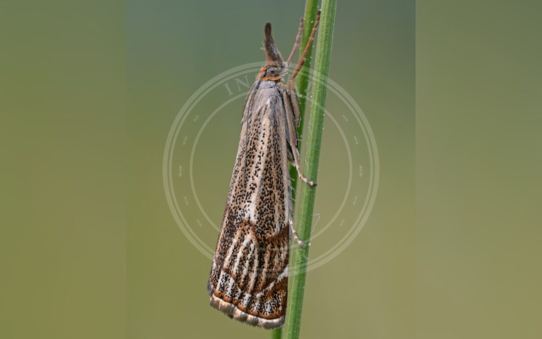 Her ses et billede af arten Thisanotia chrysonuchella. Fotoet er taget af Sven Damerow og hentet fra Wikimedia Commons (CC BY-SA 4.0).