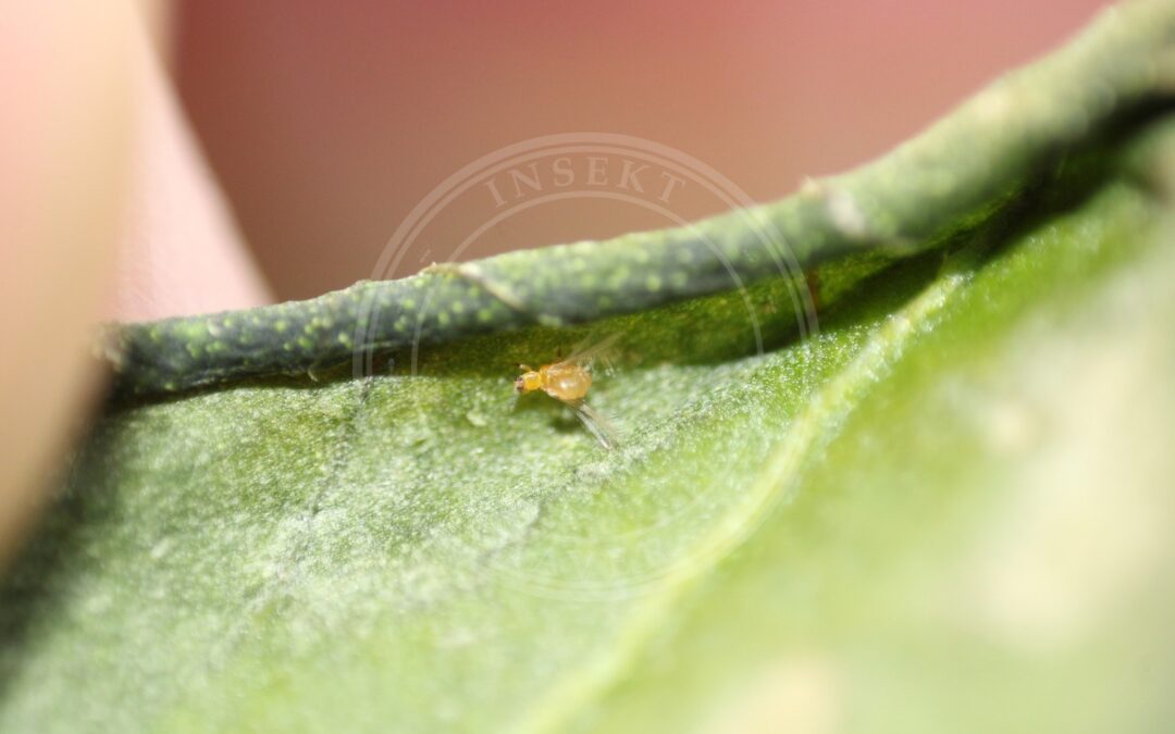Her ses et billede af arten Thrips major. Fotoet er taget af Alfie Felton og hentet fra iNaturalist (CC-BY).