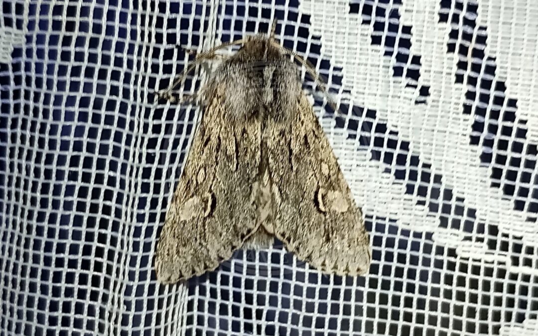 Tidlig Frostugle – Brachionycha nubeculosa