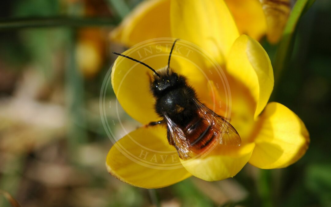 Her ses et billede af arten Tidlig Murerbi (Osmia cornuta). Fotoet er taget af Vera Buhl og hentet fra Wikimedia Commons (CC BY-SA 3.0).