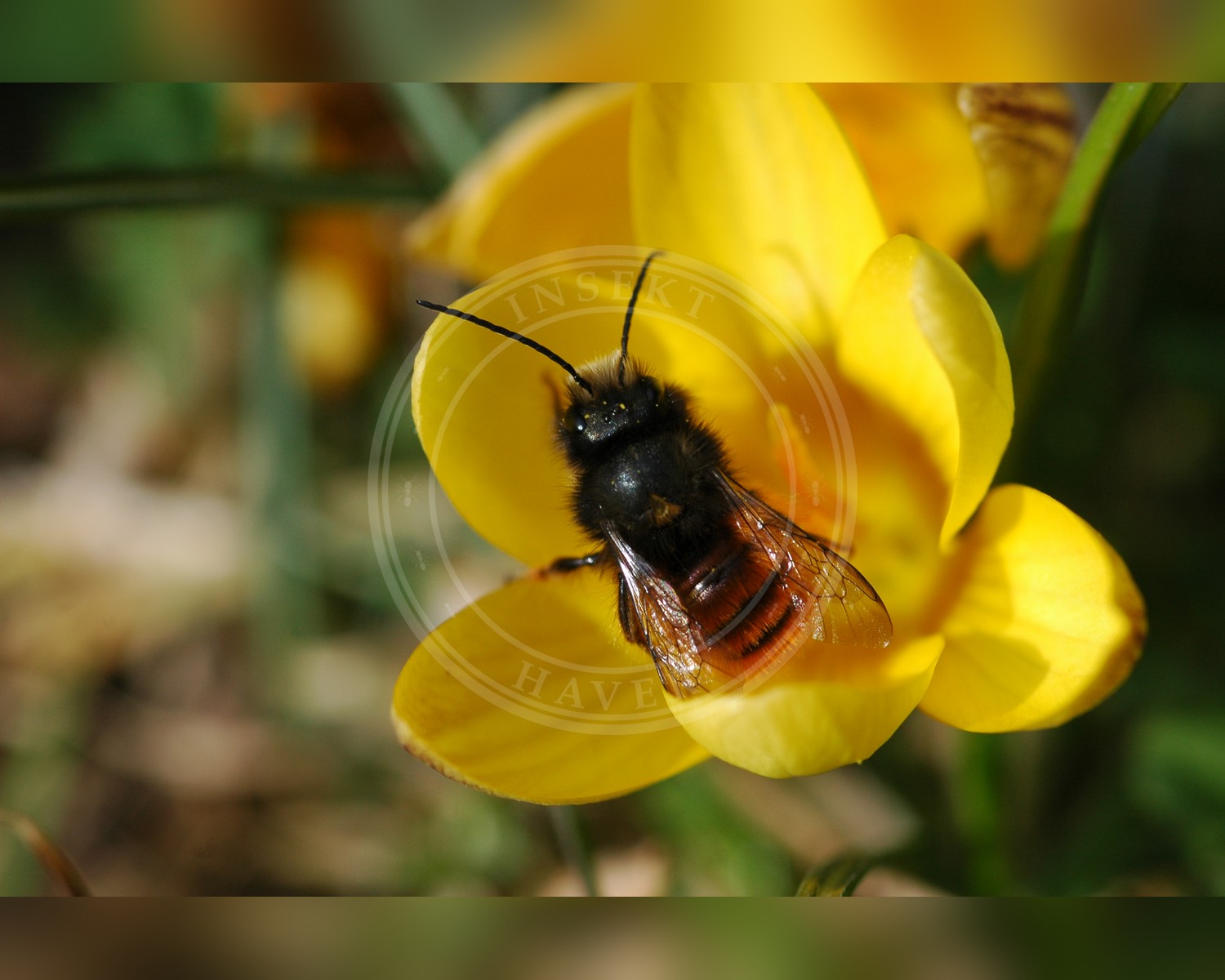 Her ses et billede af arten Tidlig Murerbi (Osmia cornuta). Fotoet er taget af Vera Buhl og hentet fra Wikimedia Commons (CC BY-SA 3.0).
