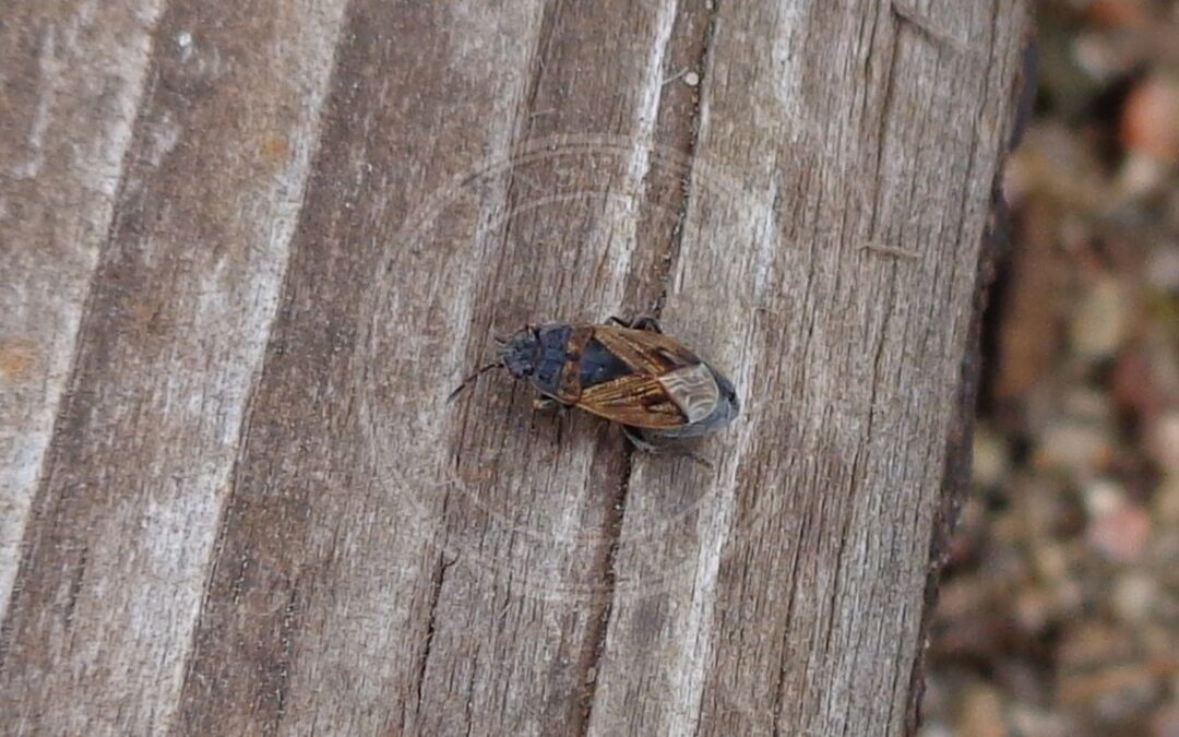 Her ses et billede af arten Tidlig Ovalfrøtæge (Trapezonotus arenarius). Fotoet er taget af AfroBrazilian og hentet fra Wikimedia Commons (CC BY-SA 3.0).