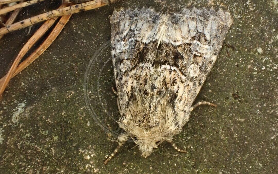 Her ses et billede af arten Tidlig Stængelugle (Apamea illyria). Billedet er hentet fra iNaturalist (CC0).