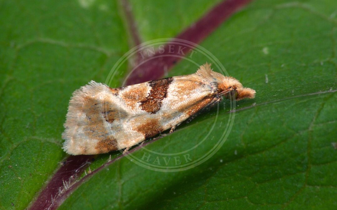 Tidselblomstvikler – Aethes cnicana