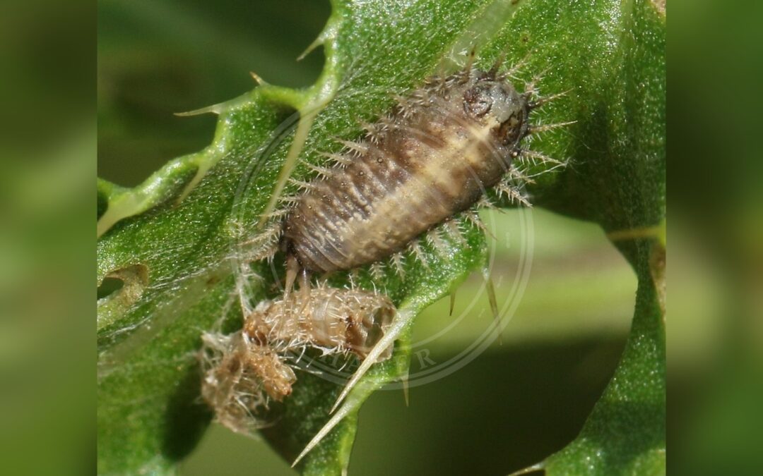Her ses et billede af arten Tidselskjoldbille (Cassida rubiginosa). Fotoet er taget af Barry Cottam og hentet fra iNaturalist (CC BY).
