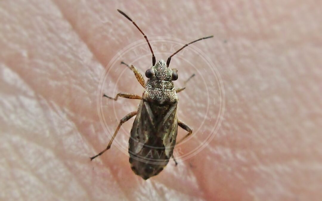 Her ses et billede af arten Timianfrøtæge (Nysius thymi). Fotoet er taget af Bj.schoenmakers og hentet fra Wikimedia Commons (CC0).