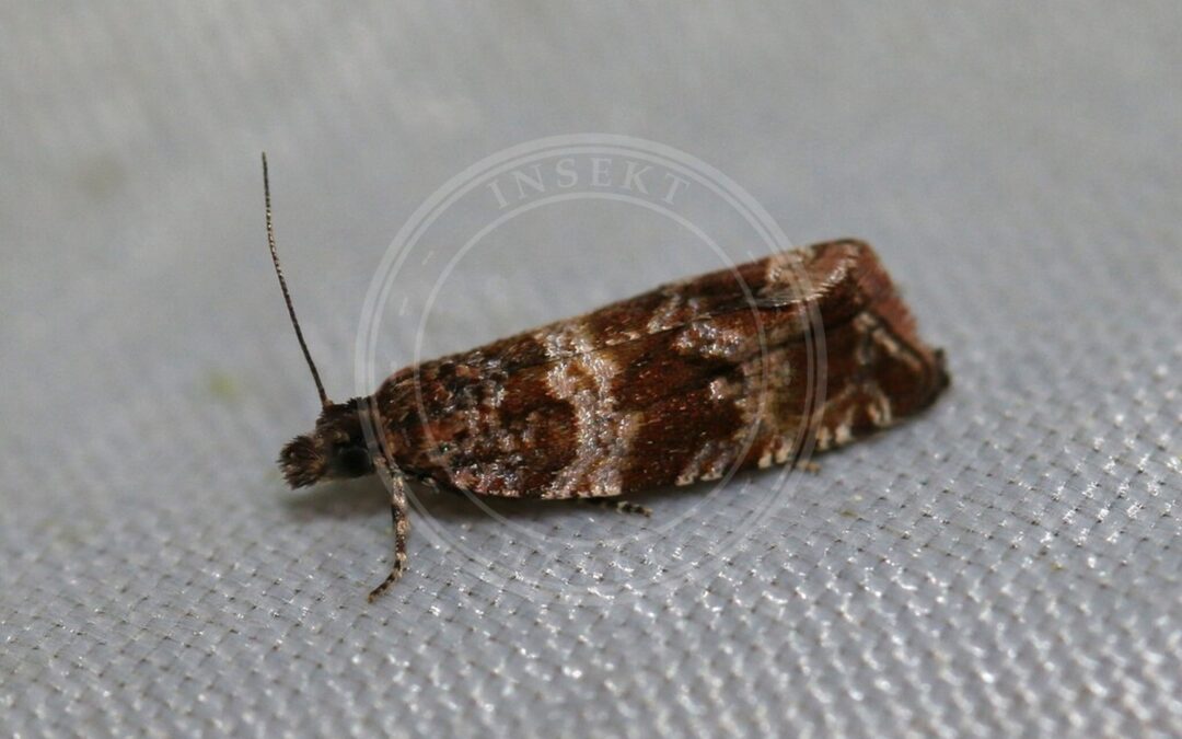 Her ses et billede af arten Timianvikler (Celypha cespitana). Fotoet er taget af Tommy Andriollo og hentet fra iNaturalist (CC BY).