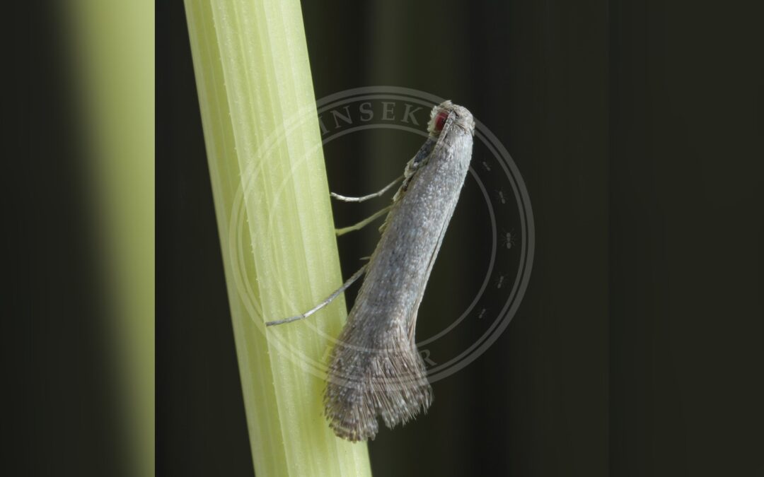 Her ses et billede af arten Tinagma ocnerostomella. Fotoet er taget af Patrick Clement og hentet fra Wikimedia Commons (CC BY 2.0).