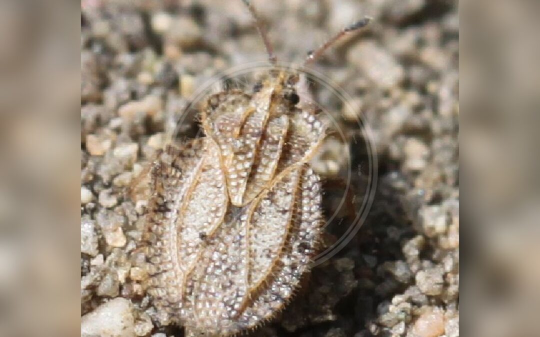 Her ses et billede af arten Tingis reticulata. Fotoet er taget af Slimguy og hentet fra Wikimedia Commons (CC BY 4.0).