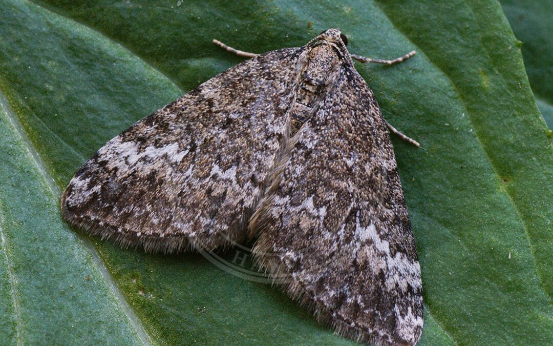 Her ses et billede af arten Tjærenellikemåler (Perizoma hydrata). Fotoet er taget af Ilia Ustyantsev og hentet fra Wikimedia Commons (CC BY-SA 2.0).