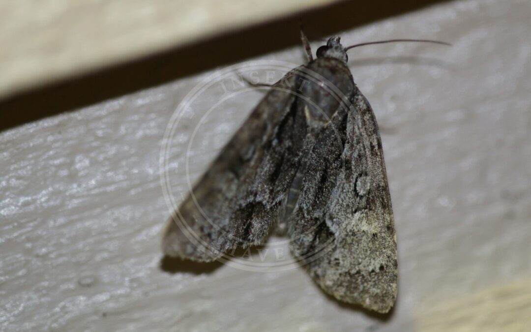 Her ses et billede af arten Tjørne-Pelsugle (Acronicta strigosa). Fotoet er taget af Sami Törnblom og hentet fra iNaturalist (CC BY).