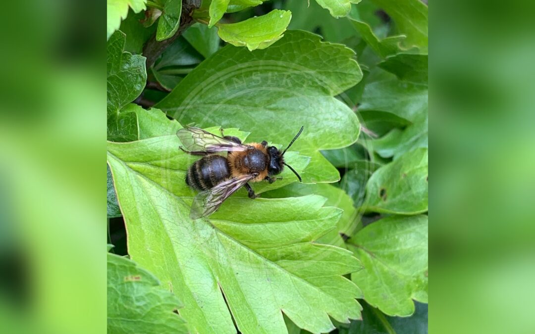 Her ses et billede af arten Tjørnejordbi (Andrena carantonica). Fotoet er taget af lesleytotten og hentet fra iNaturalist (CC BY).